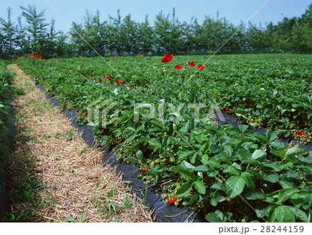 イチゴ畑 28244159
