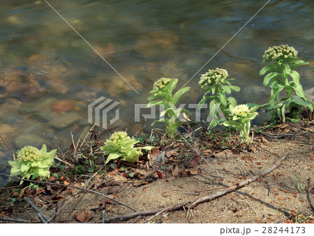 フキノトウ 28244173