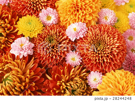 キクいろいろ 28244248