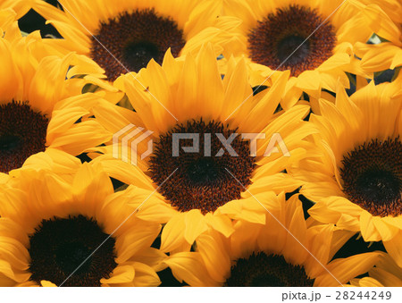 ヒマワリ 28244249