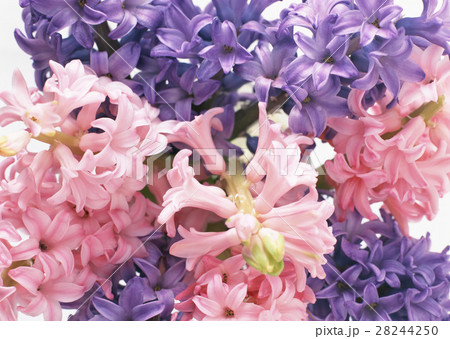 ヒヤシンス 28244250