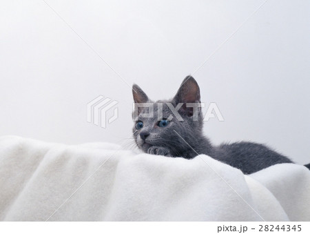 ロシアンブルー 28244345