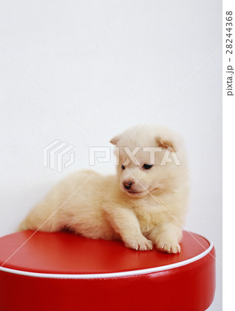 柴犬 柴犬 28244368
