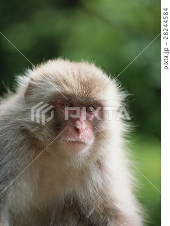 ニホンザル 28244584