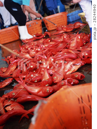 キンメダイ 28244940