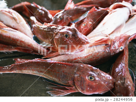 ホウボウ ホウボウ 28244956