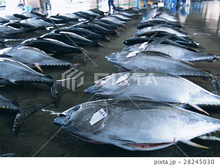 マグロ 28245030
