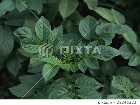 ヤマブキ 28245223