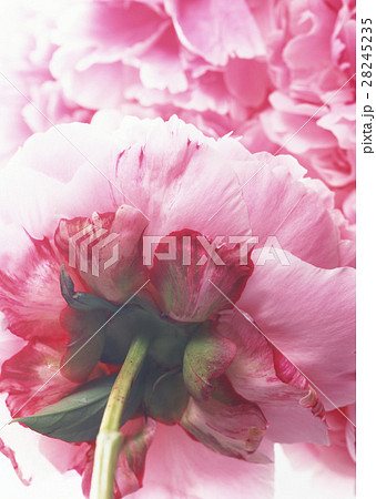 シャクヤク 28245235