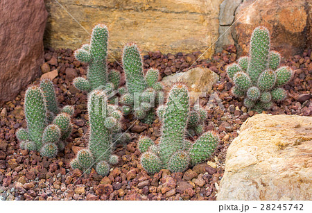 cactus plant decoration on rock in the garden cactus plant decoration on rock in the garden 28245742