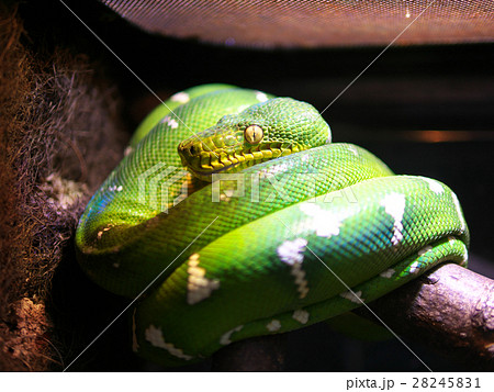 エメラルドツリーボア エメラルドツリーボア 28245831