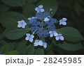 紫陽花 28245985