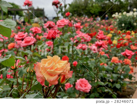 薔薇の花園の写真素材 [28246071] - PIXTA