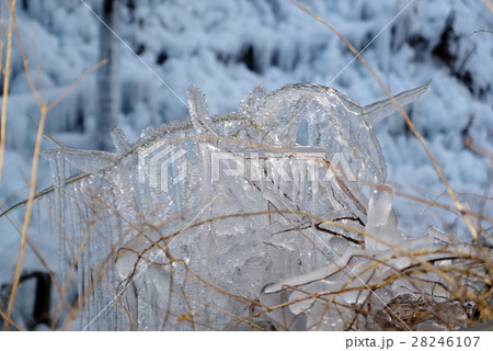 小枝に出来た氷柱　a 28246107