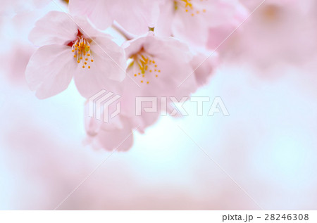 桜　ふんわり　春爛漫 28246308