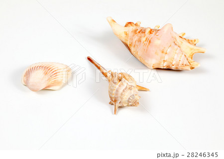 Sea Shell variety Sea Shell variety 28246345