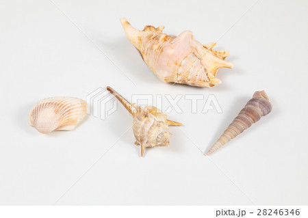 Sea Shell variety Sea Shell variety 28246346
