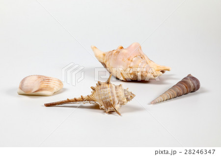Sea Shell variety Sea Shell variety 28246347
