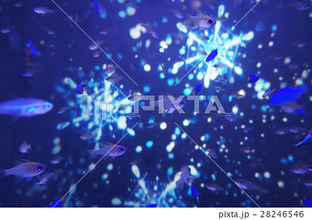 雪の結晶と魚 28246546