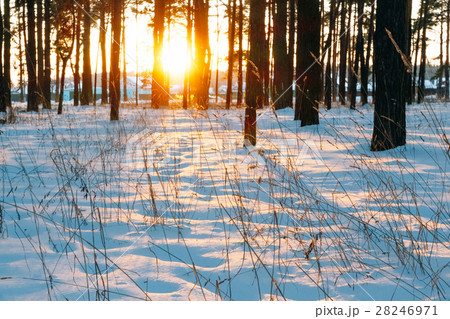 The sun at sunset among the trees The sun at sunset among the trees 28246971