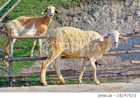 Smiley sheep in a Green Field, Thailand 28247023