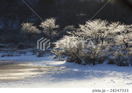 厳冬の覚満淵 厳冬の覚満淵 28247333