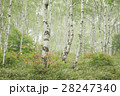 白樺の森 28247340