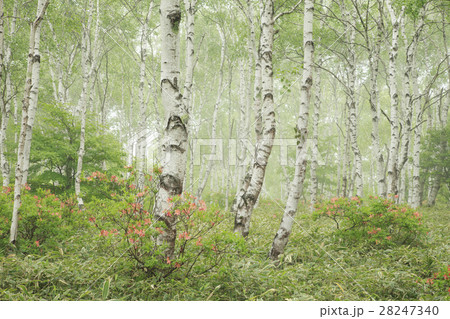 白樺の森 白樺の森 28247340