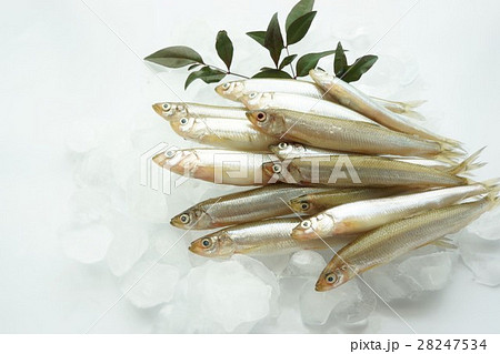 ちか　千魚 28247534