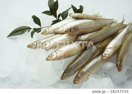 ちか　千魚 28247535