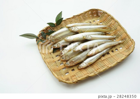 ちか 千魚 ちか 千魚 28248350