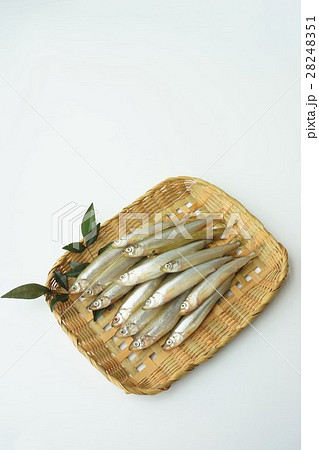 ちか 千魚 ちか 千魚 28248351