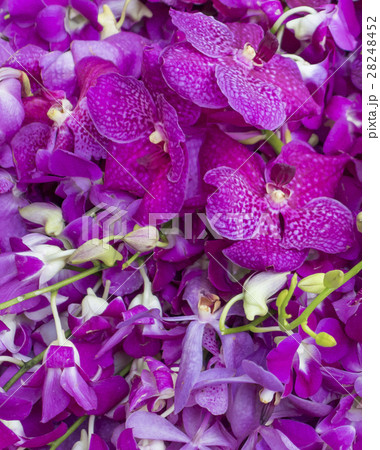 Orchid flower background Orchid flower background 28248452