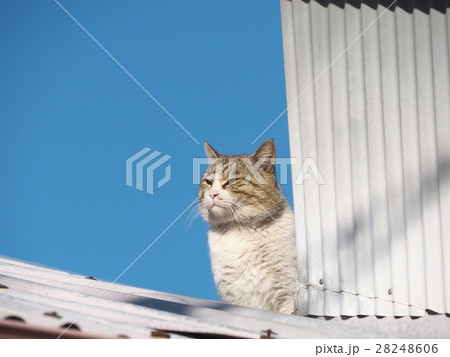 のらねこ 28248606