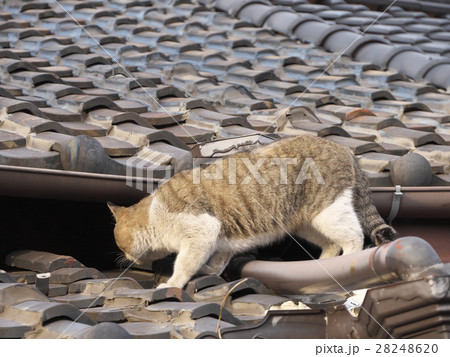 のらねこ のらねこ 28248620