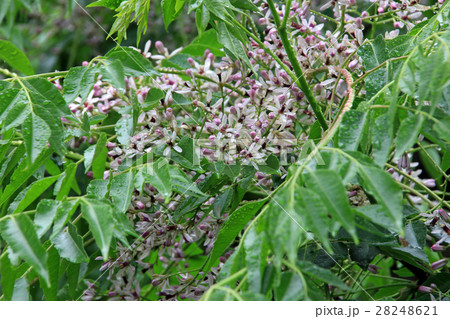 おうちの花 28248621