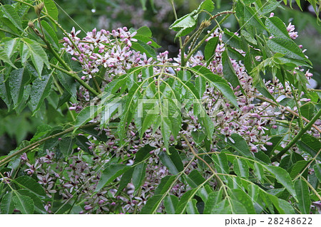 おうちの花 おうちの花 28248622