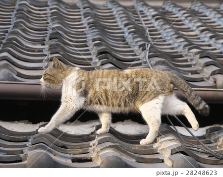 のらねこ のらねこ 28248623