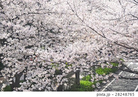 川崎市幸区 新川崎駅周辺の桜 川崎市幸区 新川崎駅周辺の桜 28248765