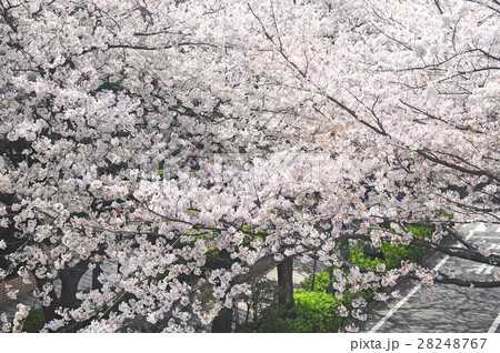 川崎市幸区 新川崎駅周辺の桜 川崎市幸区 新川崎駅周辺の桜 28248767