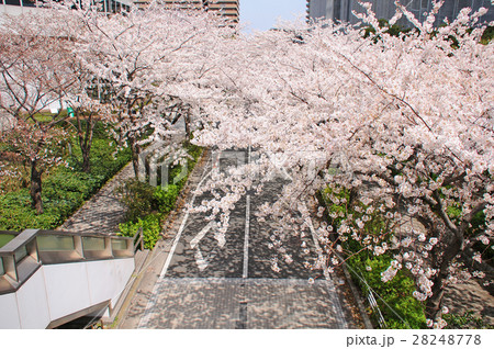 川崎市幸区　新川崎駅周辺の桜 28248778
