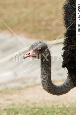 Ostrich looking at the camera smiling in its pen 28248904