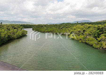宮良川のヒルギ林 28249069
