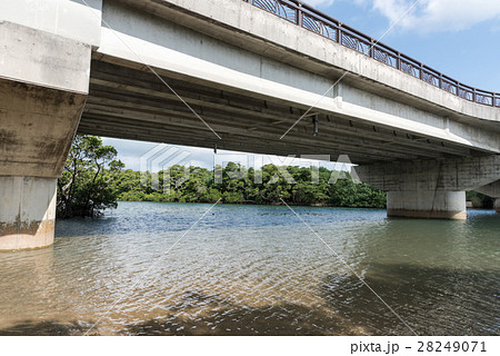 宮良川のヒルギ林 宮良川のヒルギ林 28249071