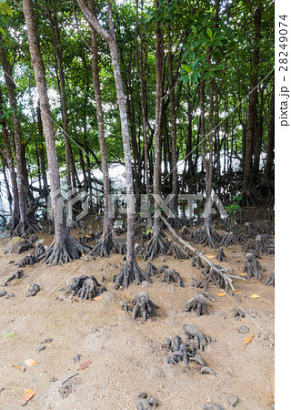 宮良川のヒルギ林 28249074