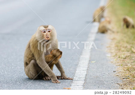 Asian monkey with its baby from Thailand 28249092