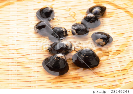 しじみの砂出しイメージ しじみの砂出しイメージ 28249243