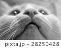 White Cat Closeup In Gray Tones 28250428