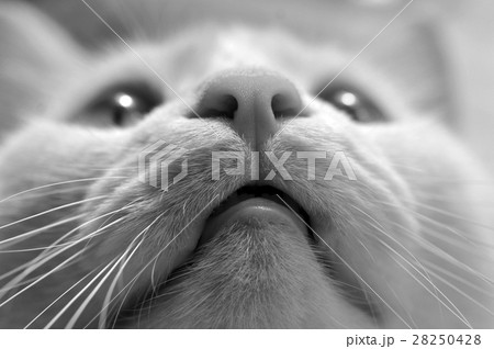 White Cat Closeup In Gray Tones White Cat Closeup In Gray Tones 28250428