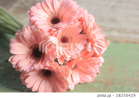 ガーベラ ガーベラ 28250429